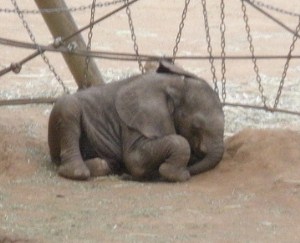 baby elephant